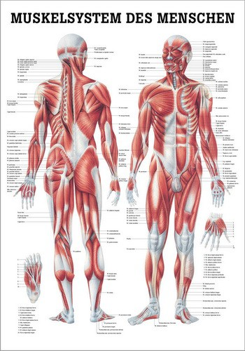 Lehrtafel - Muskelsystem des Menschen 